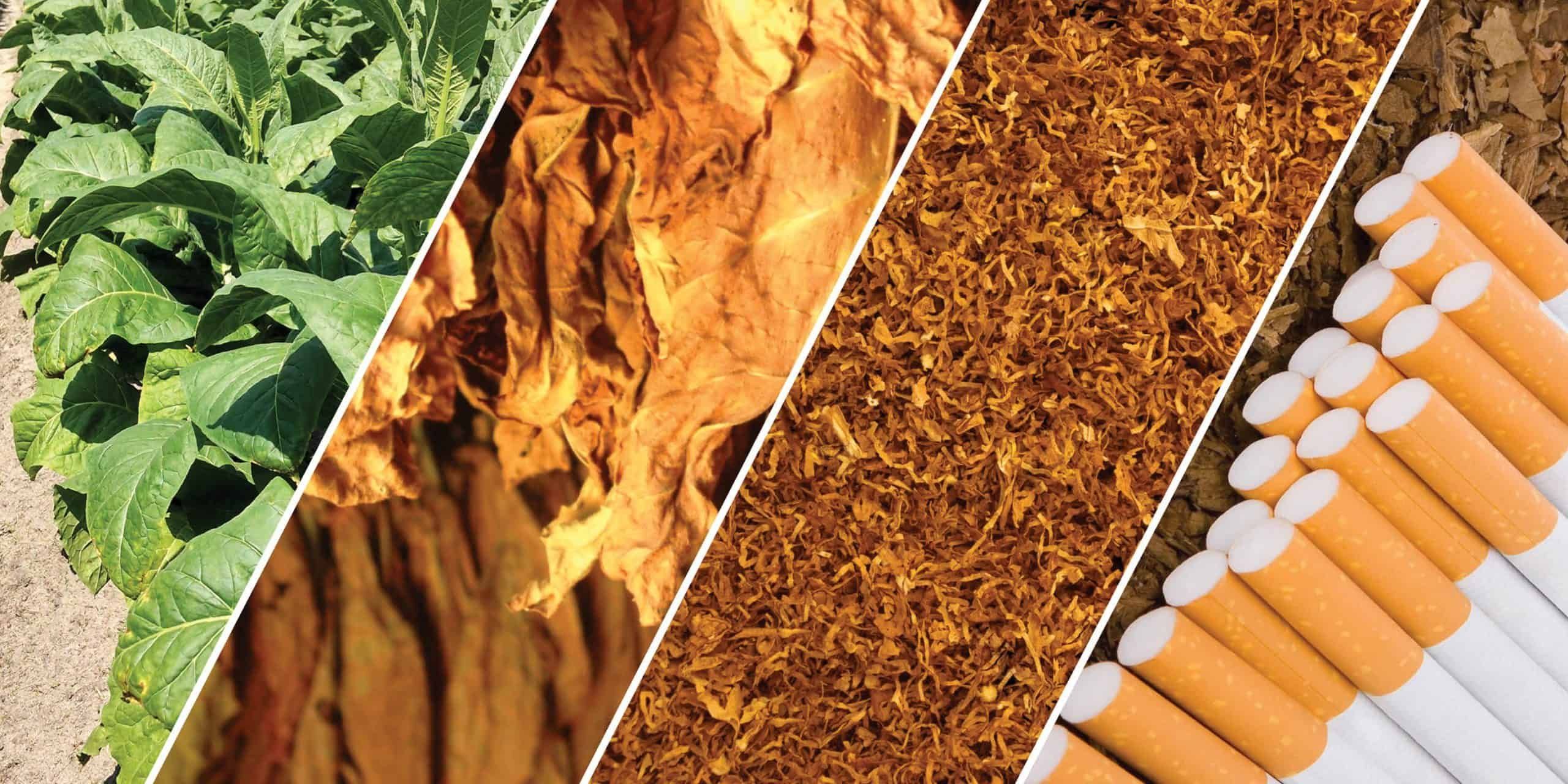 Phê duyệt Chiến lược phát triển Tổng công ty Thuốc lá Việt Nam đến năm 2035  ​