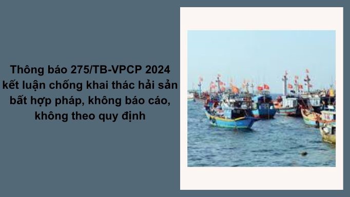 Thông báo 275/TB-VPCP 2024 kết luận chống khai thác hải sản bất hợp pháp, không báo cáo, không theo quy định (IUU)